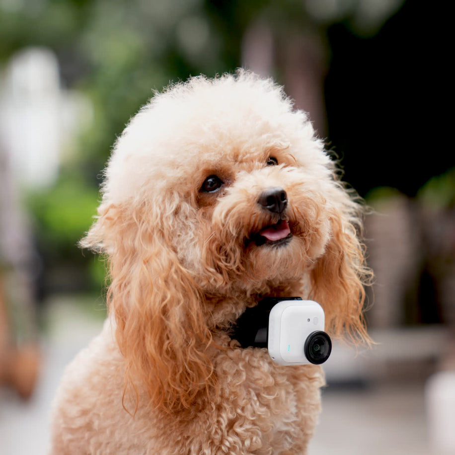 Insta360 Utility Strap — Curea Universală pentru Seria GO (cască, încheietură, animale) — image 5