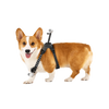 Insta360 Pet Harness Mount — Ham pentru Animale — Corgi wearing harness, back and collar cameras