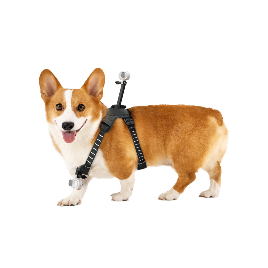 Insta360 Pet Harness Mount — Ham pentru Animale — Corgi wearing harness, back and collar cameras