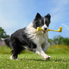 Insta360 GO 3 Fetch Stick — în acțiune cu un câine