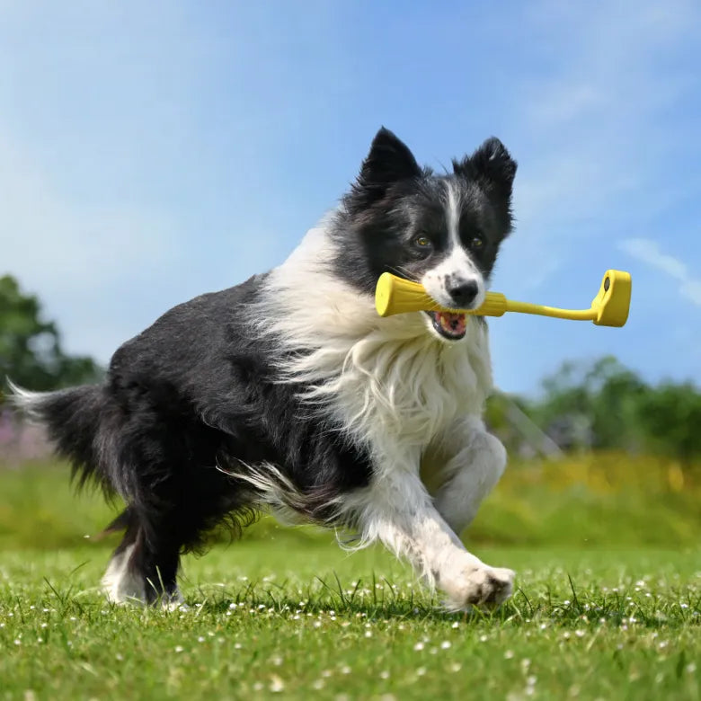 Insta360 GO 3 Fetch Stick — în acțiune cu un câine